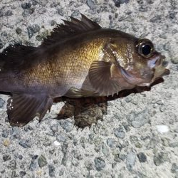 アジング@貝塚周辺