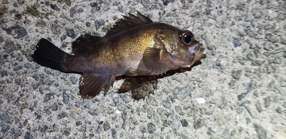 アジング@貝塚周辺