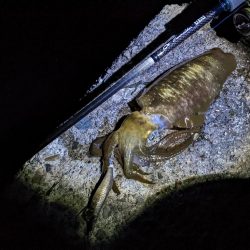 40杯以上！やっぱSMTはすごい(・×・)…