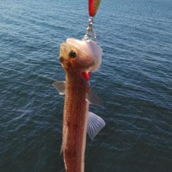 サワラリベンジ４