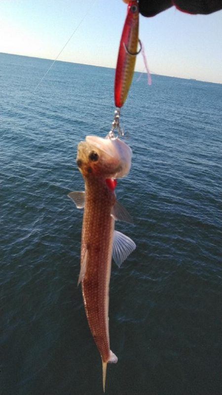 サワラリベンジ４