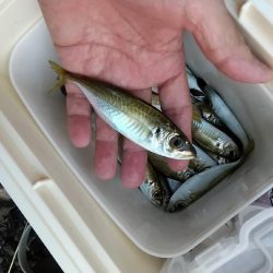 サヨリのち豆鯵