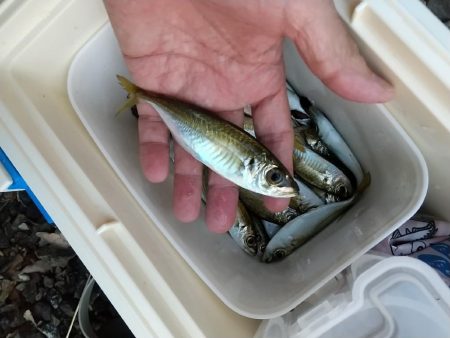 サヨリのち豆鯵