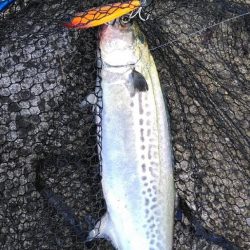 サワラリベンジパート4