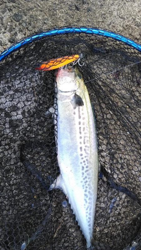 サワラリベンジパート4