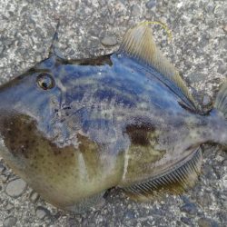 落とし込み　アジング