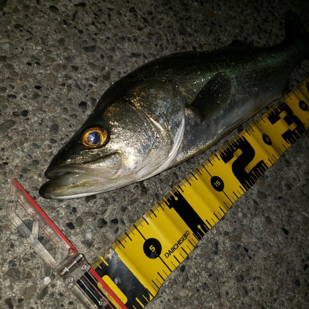 おはようシーバスさん！