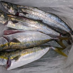 武庫タチ１１０センチ