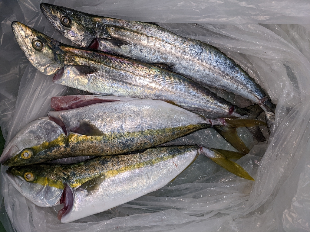 武庫タチ１１０センチ