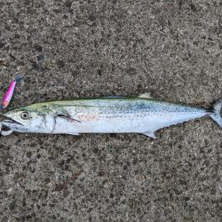 武庫川一文字サワラ