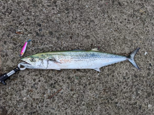 武庫川一文字サワラ