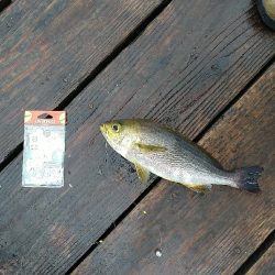 天候不良でも海上釣り堀へ☆