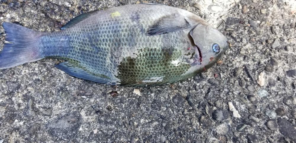初めての釣り