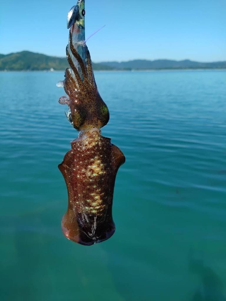 宮津ボートエギング