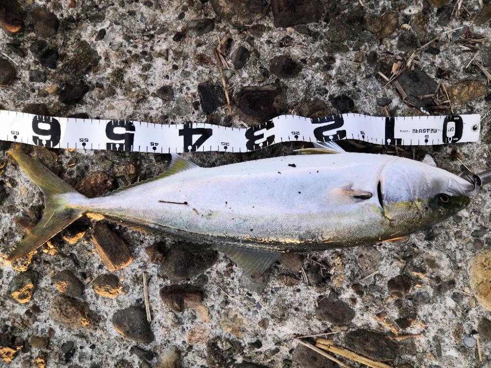 ショアジギングでメジロ2