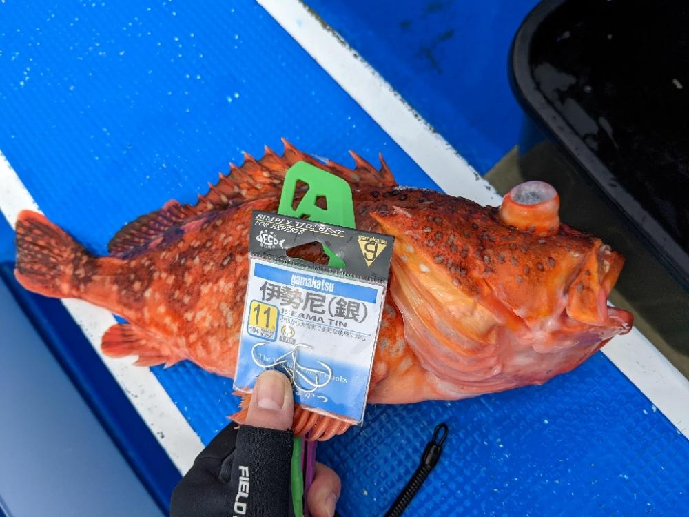 マハタ･キントキ狙い