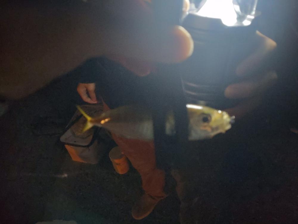 始めての夜の釣り