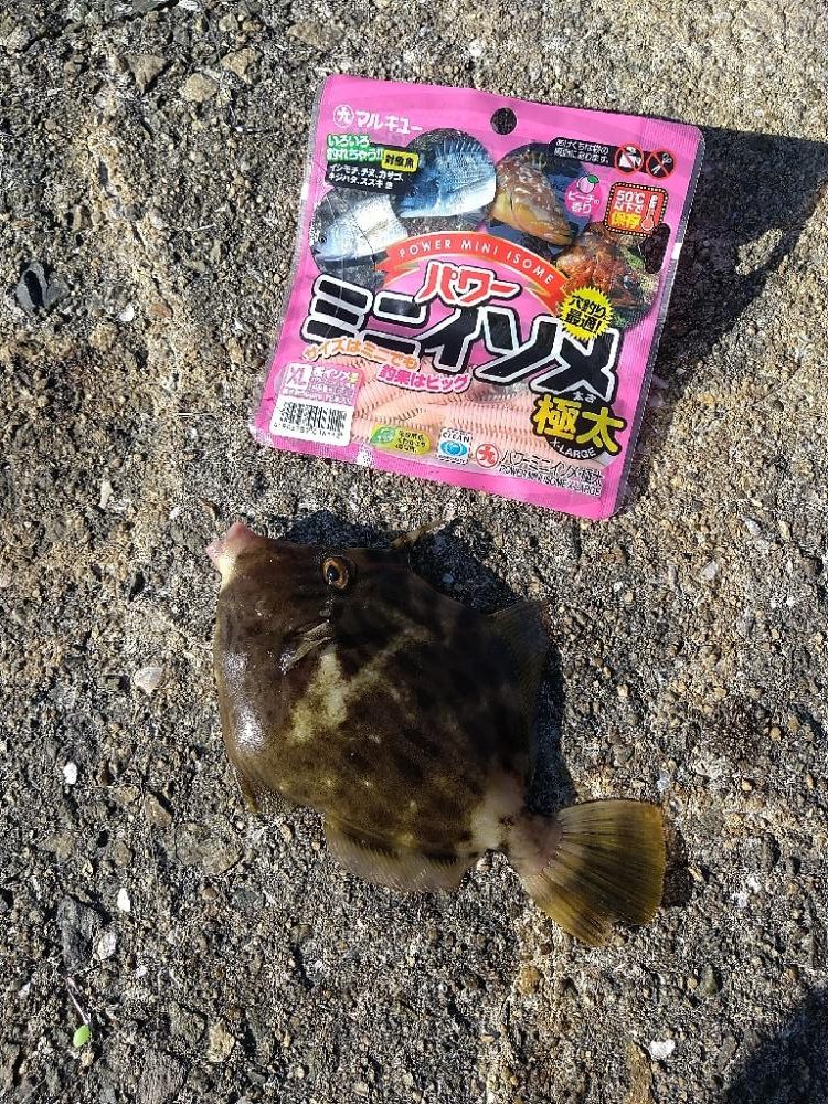 青物狙いでおまけも