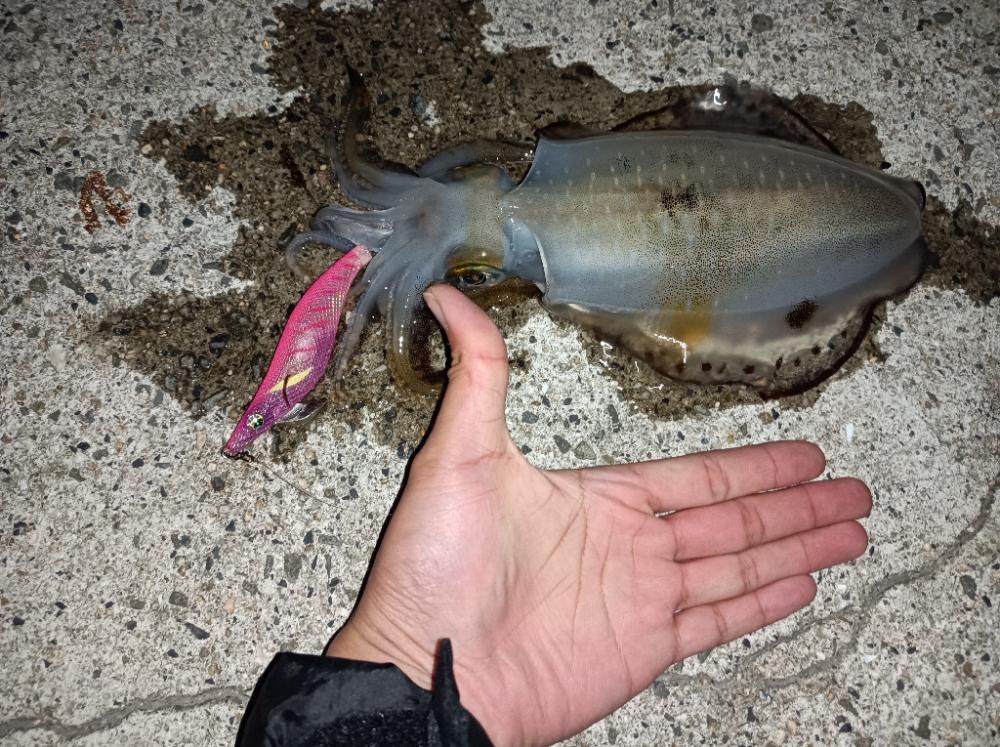 エギングでアオリイカ