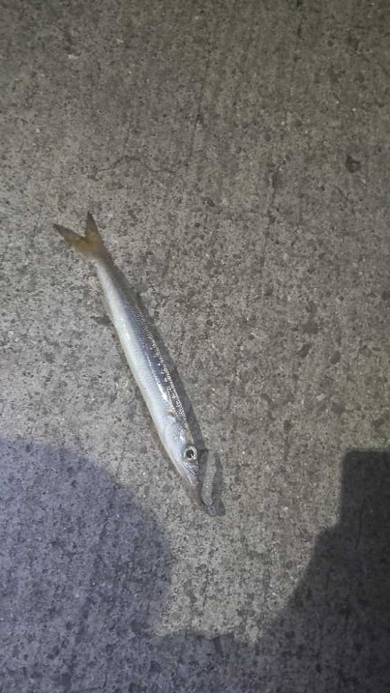 アジ探し@小島周辺