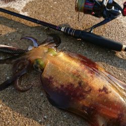 対馬エギング釣果