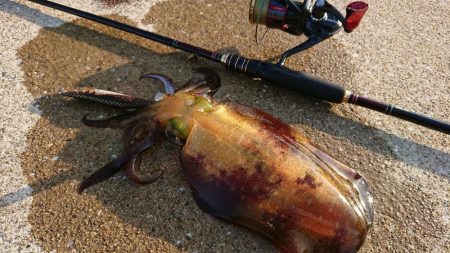 対馬エギング釣果