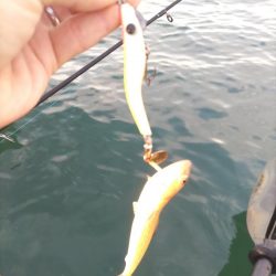 貝塚人工島カヤックで...