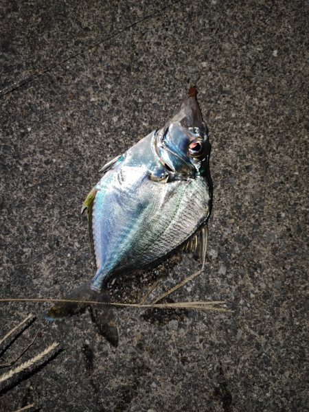 泊漁港で五目釣り