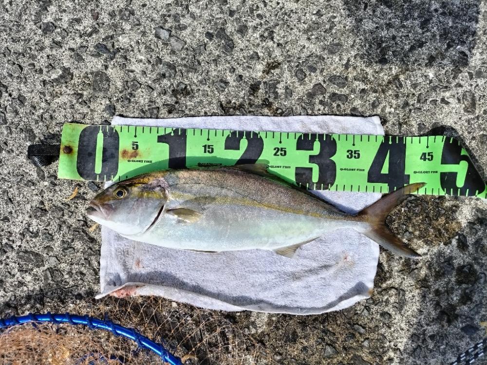 一ヶ月ぶりのネイゴ!(カンパチ)