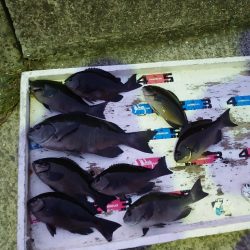 クロ釣り(畝刈)