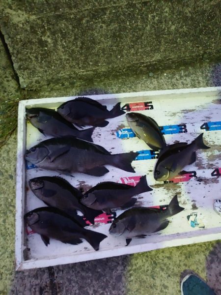 クロ釣り(畝刈)