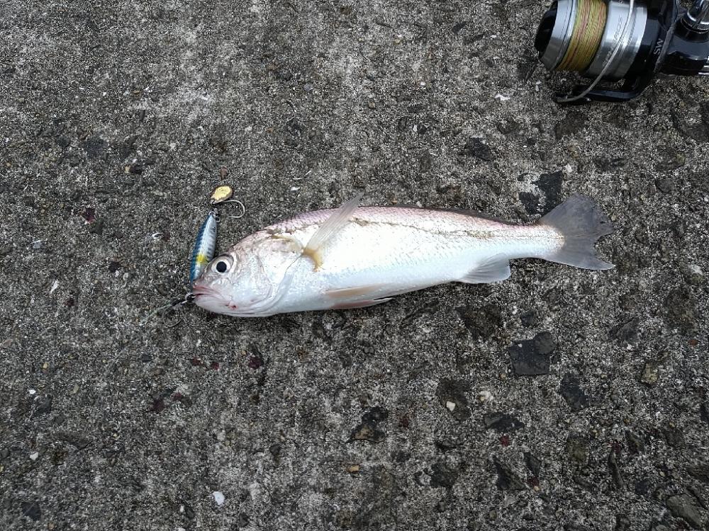 ショアジギングでムコイチ☆
