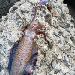 かろうじてアオリイカGET