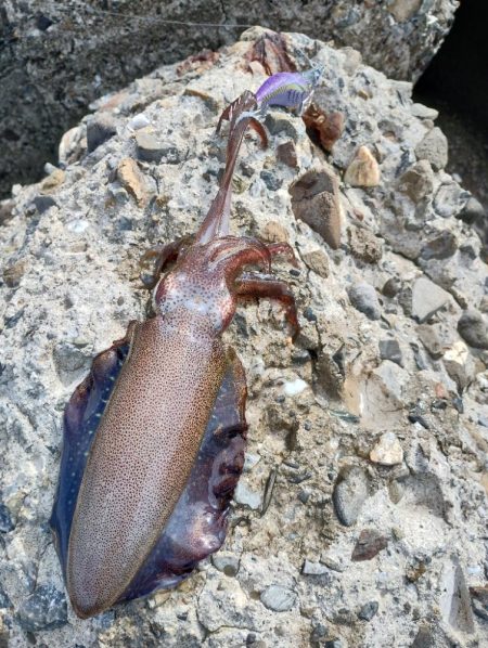 かろうじてアオリイカGET