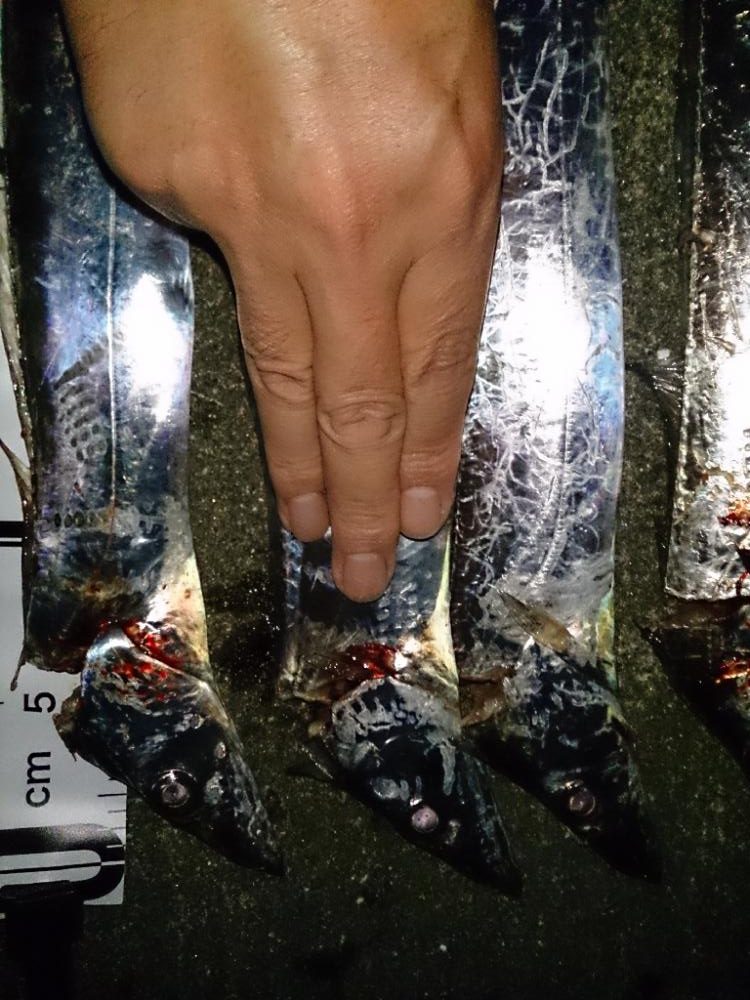 今シーズン初タチウオ