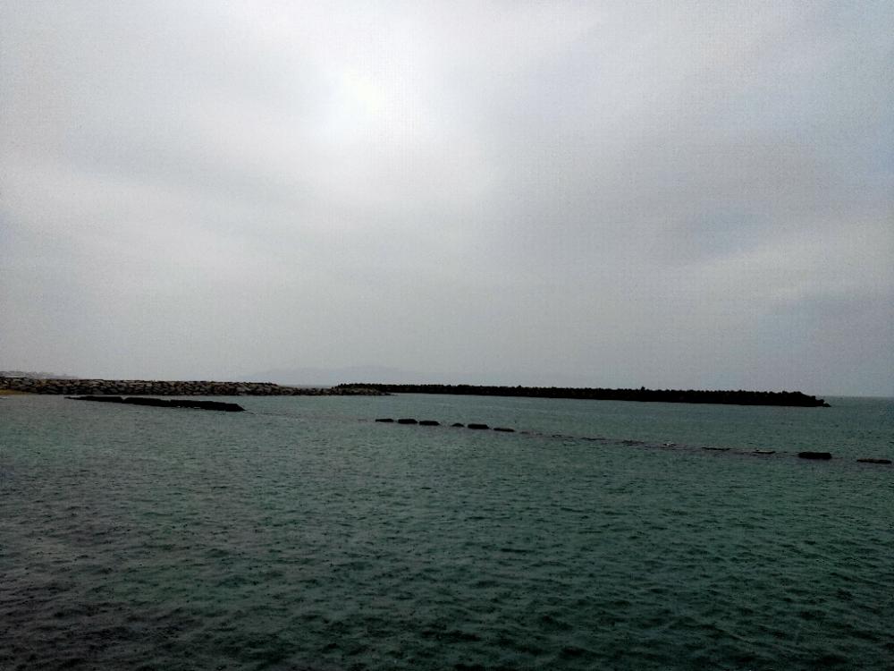 雨が降る前に釣れてよかったアオリイカ