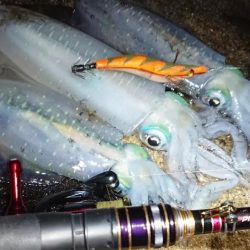 対馬エギング釣果