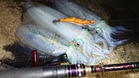 対馬エギング釣果