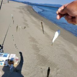 徳島でキス釣り
