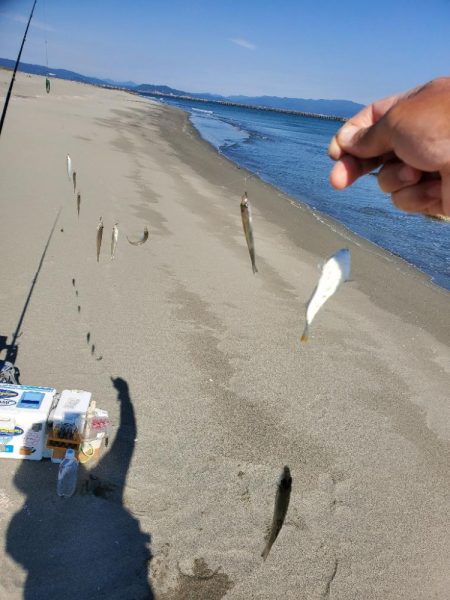 徳島でキス釣り