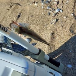 キス釣り　遠征