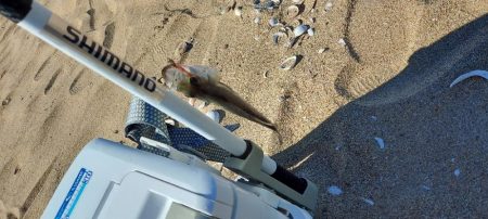 キス釣り　遠征