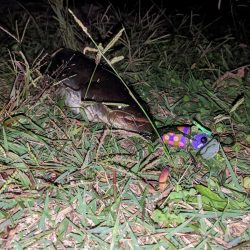 ポコポコ…バコ〜ン