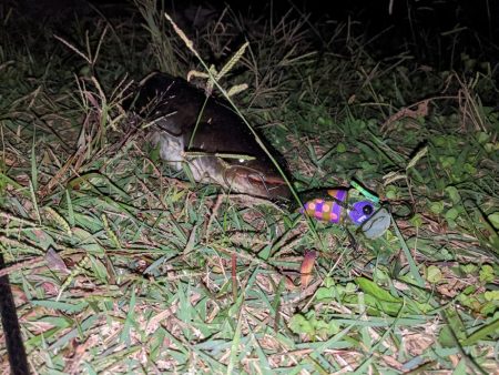 ポコポコ…バコ〜ン