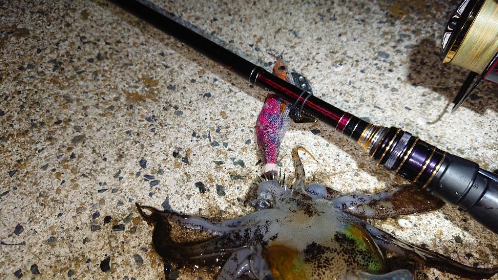 対馬エギング釣果