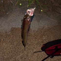 タチウオ渋かった