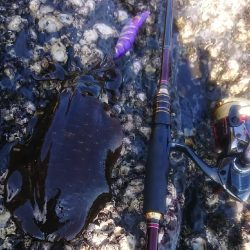 対馬エギング釣果