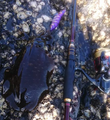 対馬エギング釣果