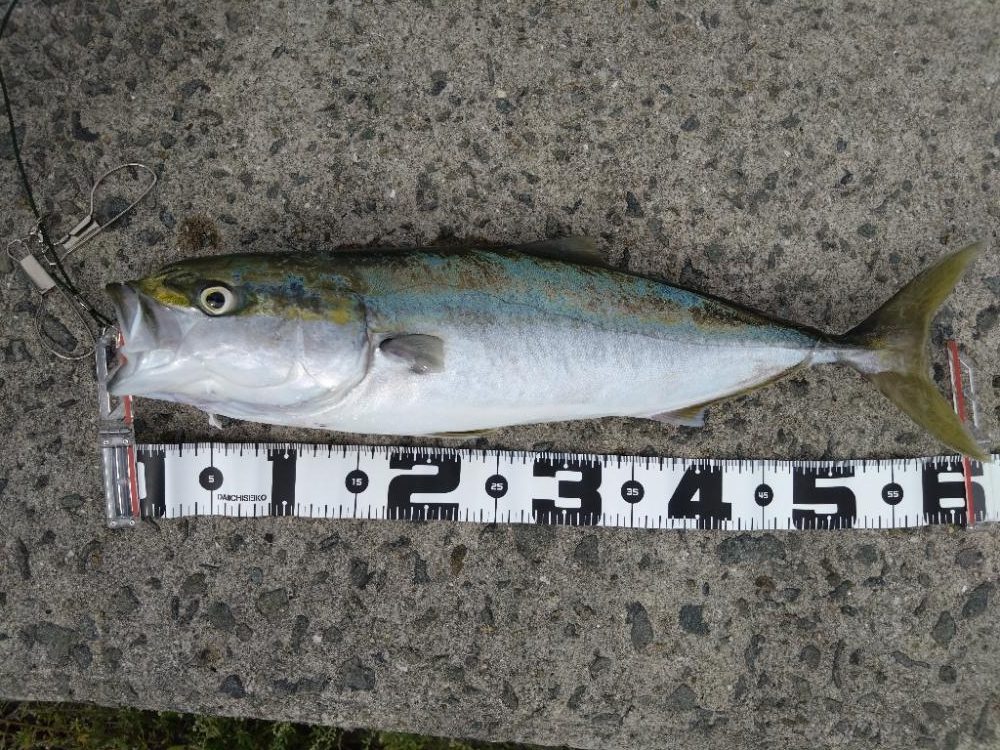 サワラが釣りたいけどメジロ!