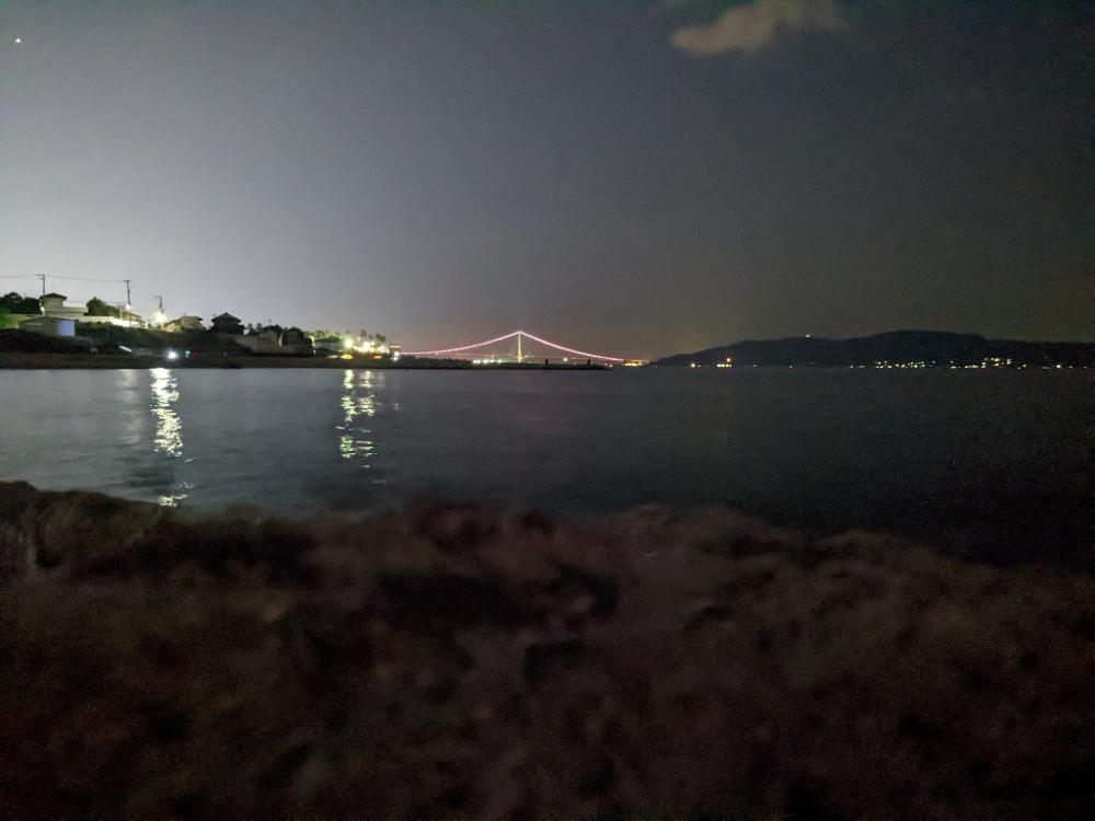 ようやく出会えたアオリイカ